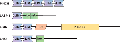 その他：LIMドメイン