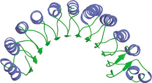 Methyl-Lysine Binding: LRR Domain