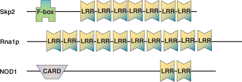 Methyl-Lysine Binding: LRR Domain