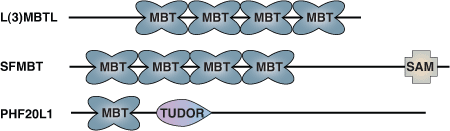 Methyl-Lysine Binding: Malignant Brain Tumor Repeat