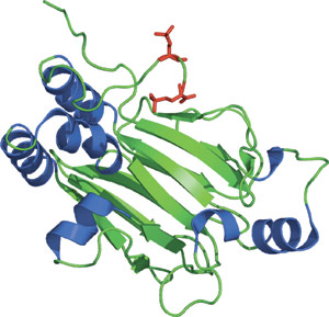 Phospho-Ser/Thr Binding: MH2 Domain