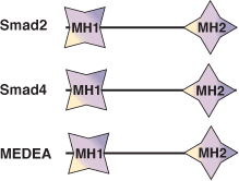 リン酸化Ser/Thr結合：MH2ドメイン