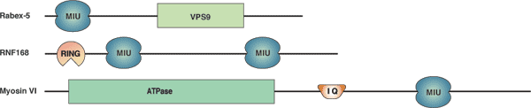 Ubiquitin Binding: MIU Domain