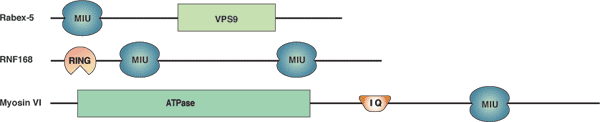 ユビキチン結合：MIUドメイン