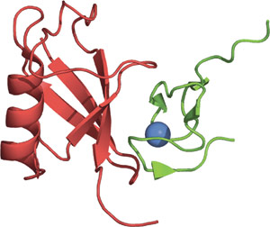 Ubiquitin Binding: NZF Domain