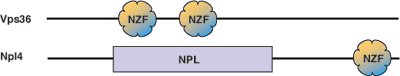 Ubiquitin Binding: NZF Domain