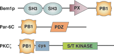 Other: PB1 Domain