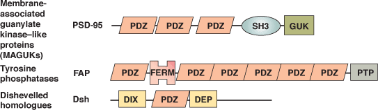 その他：PDZドメイン