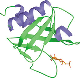 Phospholipid Binding: PH Domain