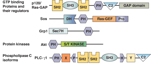 Phospholipid Binding: PH Domain