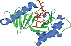 Phospho-Ser/Thr Binding: POLO-Box Domain