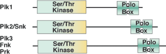 Phospho-Ser/Thr Binding: POLO-Box Domain