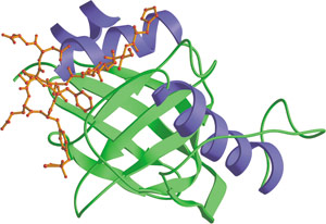 Phospho/Tyr Binding: PTB Domain