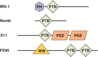 リン酸/チロシン結合：PTBドメイン
