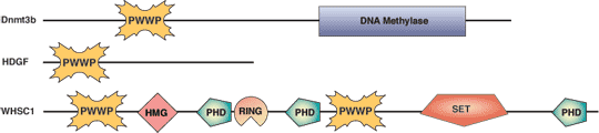 Other: PWWP Domain