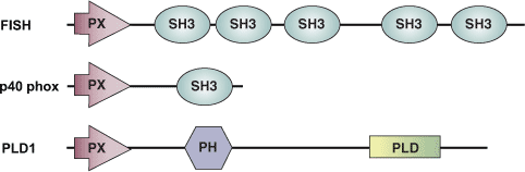 Phospholipid Binding: PX Domain
