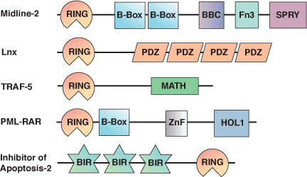 タンパク質分解：RINGドメイン