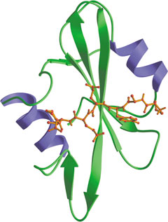 Phospho/Tyr Binding: SH2 Domain