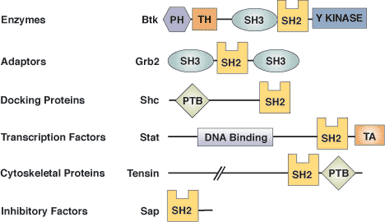 Phospho/Tyr Binding: SH2 Domain