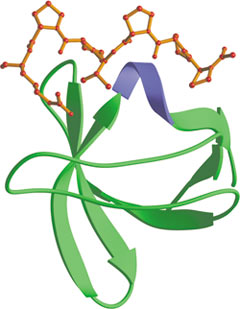 Pro-rich Sequence Binding: SH3 Domain