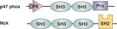 プロリンリッチ配列の結合：SH3ドメイン