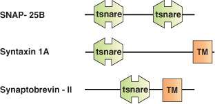 小胞輸送：SNAREドメイン