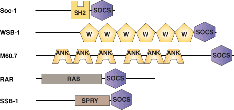 タンパク質分解：SOCSドメイン