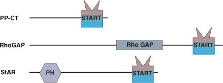 その他：STARTドメイン