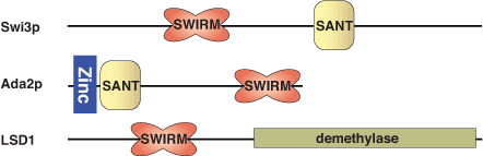 クロマチンのリモデリング：SWIRMドメイン