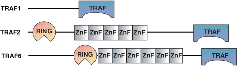 Apoptosis: TRAF Domain