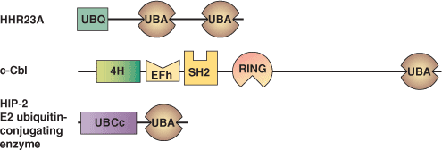 タンパク質分解：UBAドメイン