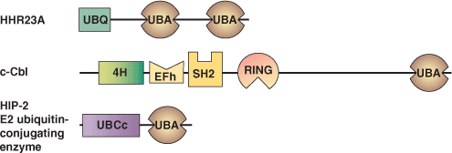 Protein Degradation: UBA Domain