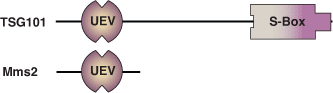 Ubiquitin Binding: UEV Domain