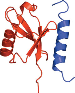 Ubiquitin Binding: UIM Domain