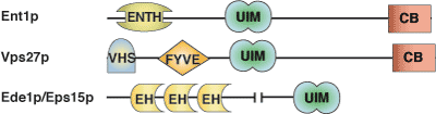 Ubiquitin Binding: UIM Domain