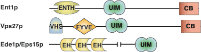 ユビキチン結合：UIMドメイン