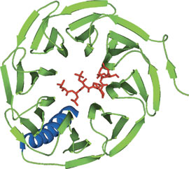 Phospho-Ser/Thr and Methyl-Lysine: WD40 Domain