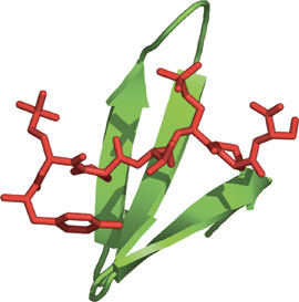 Pro-rich Sequence Binding: WW Domain