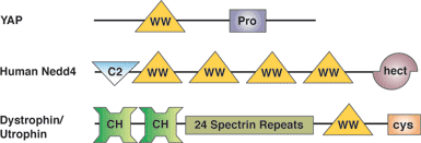プロリンリッチ配列の結合：WWドメイン