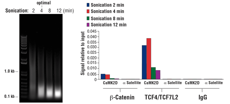 図8 クロマチン免疫沈降は、10分間クロスリンクし指定時間ソニケーション処理した2x10<sup>7</sup> HCT 116細胞を用いて実施しました。#56383SimpleChIP® Plus Sonication Chromatin IP KitのセクションIV記載の方法で精製し、20 µLの精製したDNAを1%アガロースゲルの電気泳動により分析しました。ソニケーションサイクルを増やすと、クロマチン断片のサイズが小さくなりました (左パネル)。クロマチン免疫沈降は、#56383​ SimpleChIP<sup>®</sup> Plus Sonication Chromatin IP Kitと、#8814​ Non-phospho (Active) Β-Catenin (Ser33/37/Thr41) (D13A1) Rabbit mAb  5​​µL、#2569​​ TCF4/TCF7L2 (C48H11) Rabbit mAb 10 µL、#2729​​ Normal Rabbit IgG 2 µLを用いて行いました。SimpleChIP<sup>®</sup> Human CaMK2D Intron 3 Primers #5111​、およびSimpleChIP<sup>®</sup> Human α Satellite Repeat Primers #4486​を用いたリアルタイムPCRにより、免疫沈降したDNAを解析しました。各サンプルにおける免疫沈降されたDNA量は、インプットクロマチンの総量を1とした場合の相対値として表示しました (右パネル)。この結果から、Branson Digital Sonifier D250プローブソニケーターの1/8​インチのマイクロチップを使用した場合、4​​分間のクロマチンソニケーションで最適の結果が得られることが分かります。過剰なソニケーション処理によって、コファクターのbeta-Cateninと転写因子のTCF4/TCF7L2に対する抗体を用いたクロマチンの濃縮効率が著しく低下しました。