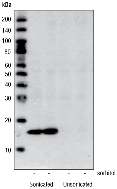 Phospho-Histone H3 (Ser10) Antibody #9701