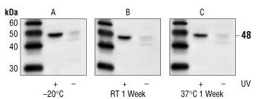 Phospho-SEK1/MKK4 (Thr261) Antibody #9151