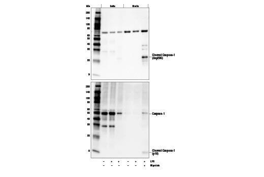Example: Detecting Secreted Proteins