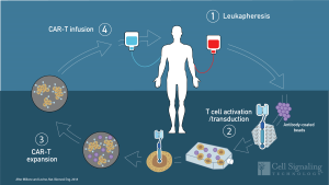 Immunotherapy and CAR-T Cells Explainer Videos