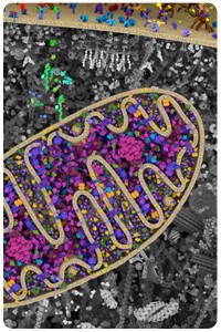 Warburg Effect Cellular Landscape