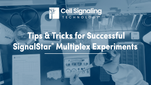 Learn insider tips and tricks for successful SignalStar® Multiplex IHC experiments. This video covers critical steps, troubleshooting, and optimization for both manual and automated protocols to help you maximize experimental success and confidently interpret your results.