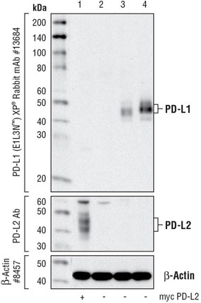 PD-L1 Western Blotting