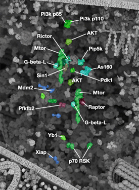 Akt Signaling