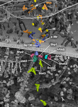 Immunology and Inflammation