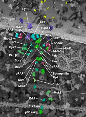 MAP Kinase Signaling